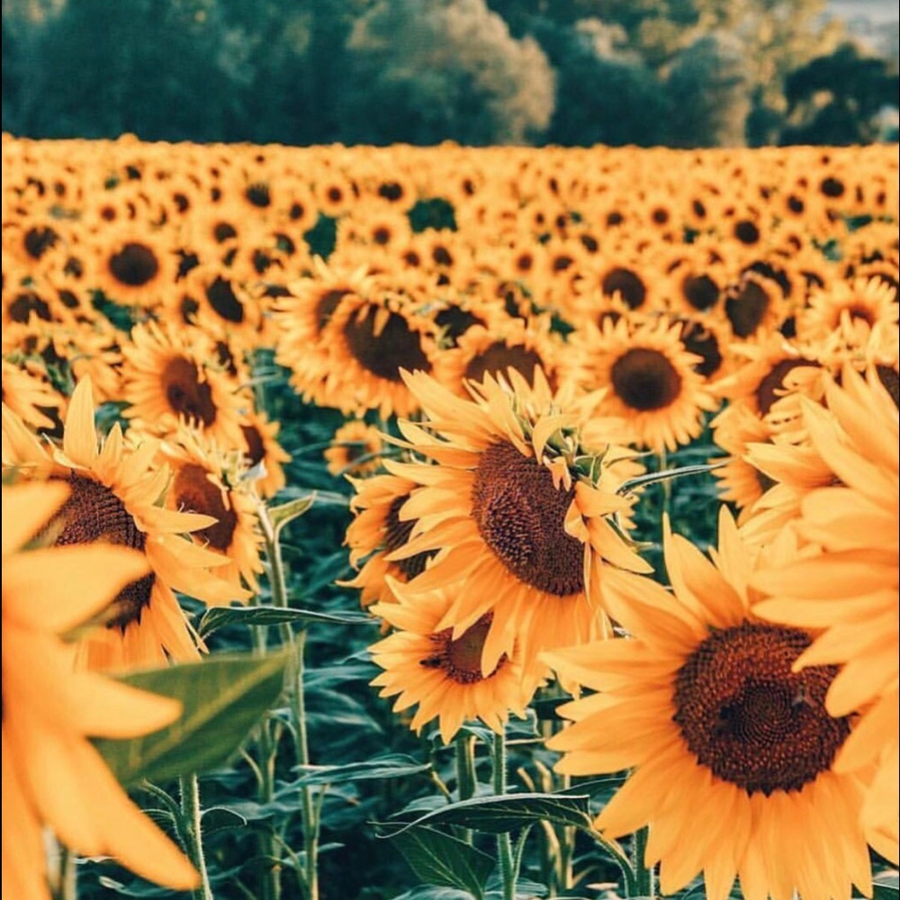 Meet your Posher, Anacristina